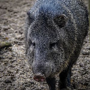 Collared peccary