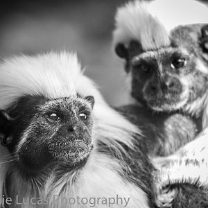 Cotton-Topped Tamarin