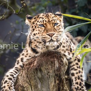 Amur Leopard