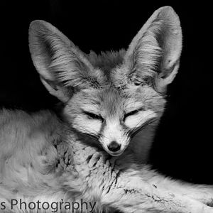 Fennec Fox