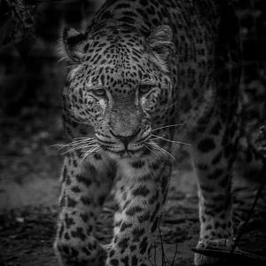 Persian Leopard