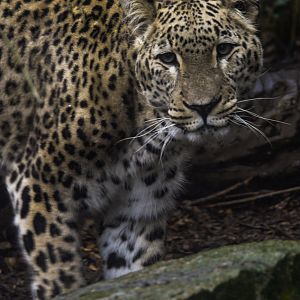 Persian Leopard