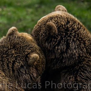 European Brown Bears