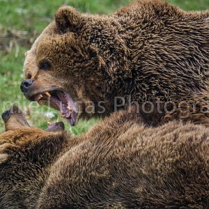 European Brown Bears