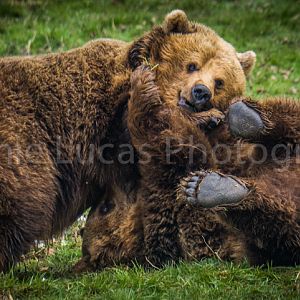 European Brown Bears