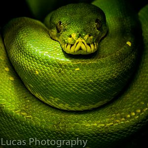 Green Tree Python