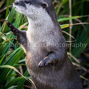 Asian short-clawed otter