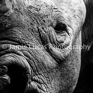 Eastern Black Rhinoceros
