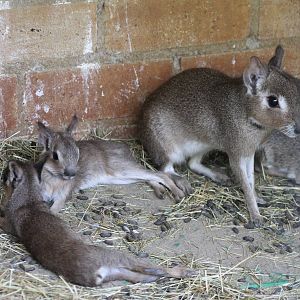 Chacoan maras, mother with 2 young