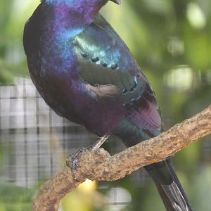 Splendid glossy-starling (Lamprotornis splendidus) June 2013