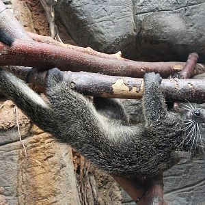Palawan Binturong (Arctictis binturong whitei)
