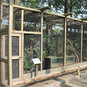 Aviaries European kingfishers