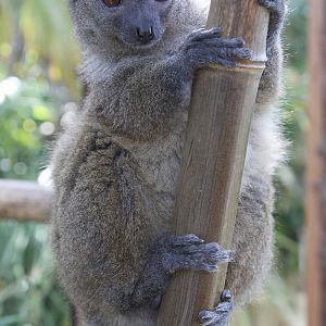 Sambirano Bamboo Lemur (Hapalemur occidentalis)
