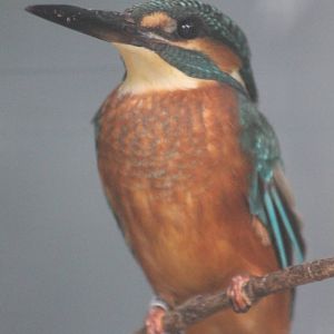 European kingfisher