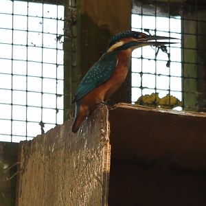 European kingfisher