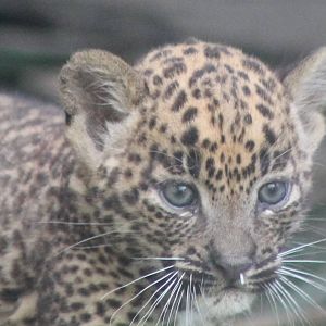 Young Sri Lanka leopard