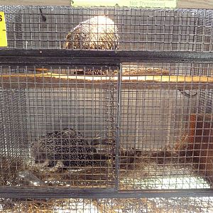 Prehensile-Tailed Porcupine Cage