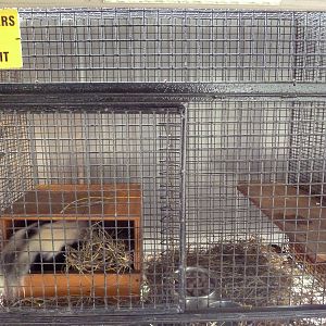 Striped Skunk Cage