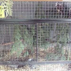 American Kestrel Cage