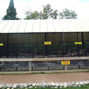 American Black Bear Exhibit