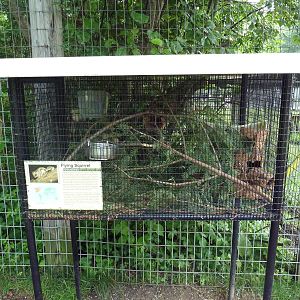 Flying Squirrel Exhibit (A 4-Foot Paradise!)