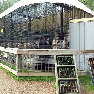 American Black Bear Exhibit + Bear Juice Bottles