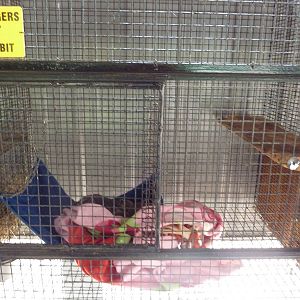 Kinkajou/Coati Cage (babies)