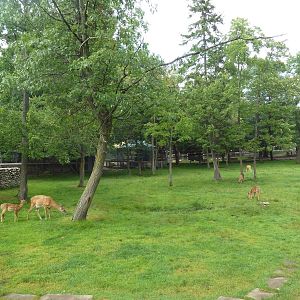 Free-Roaming Deer