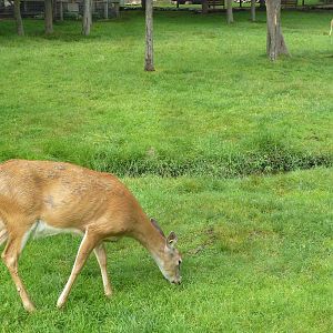 Free-Roaming Deer