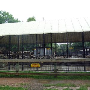 American Black Bear Exhibit