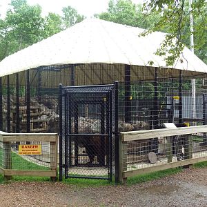 American Black Bear Exhibit