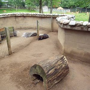 African Crested Porcupine Exhibits