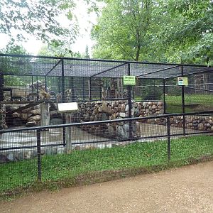 Red Fox + Grey Fox Exhibits