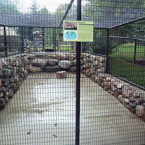 Grey Fox Exhibit