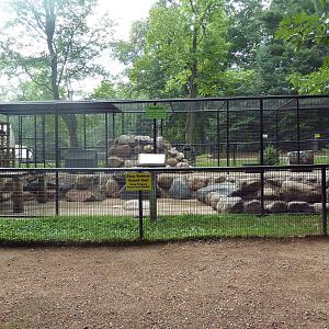 Arctic Fox Exhibit