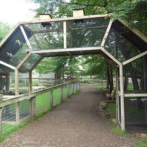 Ring-Necked Parakeet Exhibit