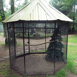 Erckel's Francolin Exhibit