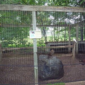 Satyr Tragopan Exhibit