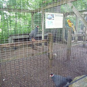 Blue-Eared Pheasant + Yellow Golden Pheasant Exhibits