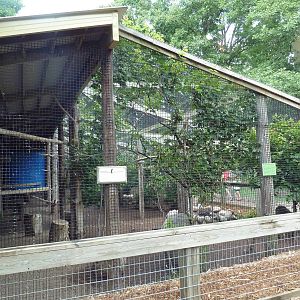 Bald Eagle Exhibit