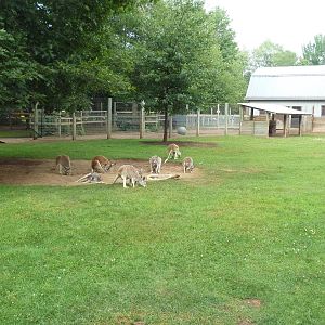 Red Kangaroo Exhibit