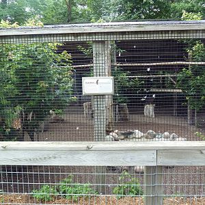 Bald Eagle Exhibit