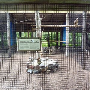 Red-Tailed Hawk Exhibit