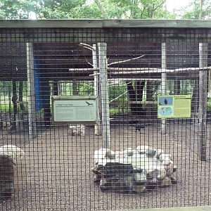 Turkey Vulture/Black Vulture Exhibit