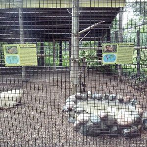 Peregrine Falcon/Broad-Winged Hawk Exhibit