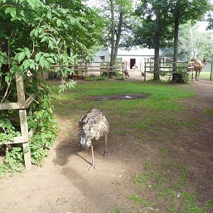 Emu/Dromedary Exhibit