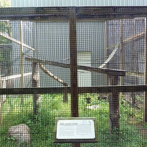 Ring-Tailed Lemur Exhibit