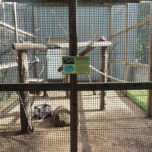 Black-and-White Ruffed Lemur Exhibit