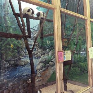 Black-and-White Ruffed Lemur Indoor Exhibit