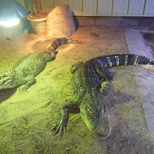 Spectacled Caiman + American Alligator